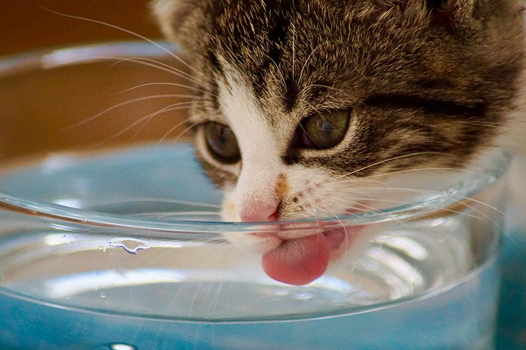 Cat prefers Living Energy Vortex Water Revitalised water